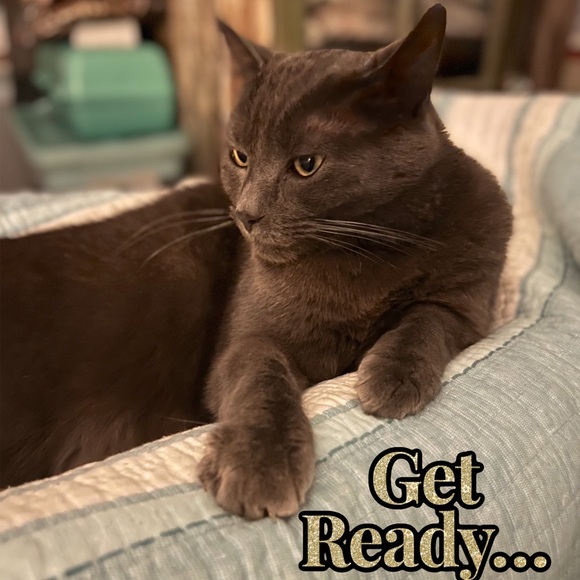 Please Share Kylo Wants To Send You His Best Offer - Picture 3 of 4